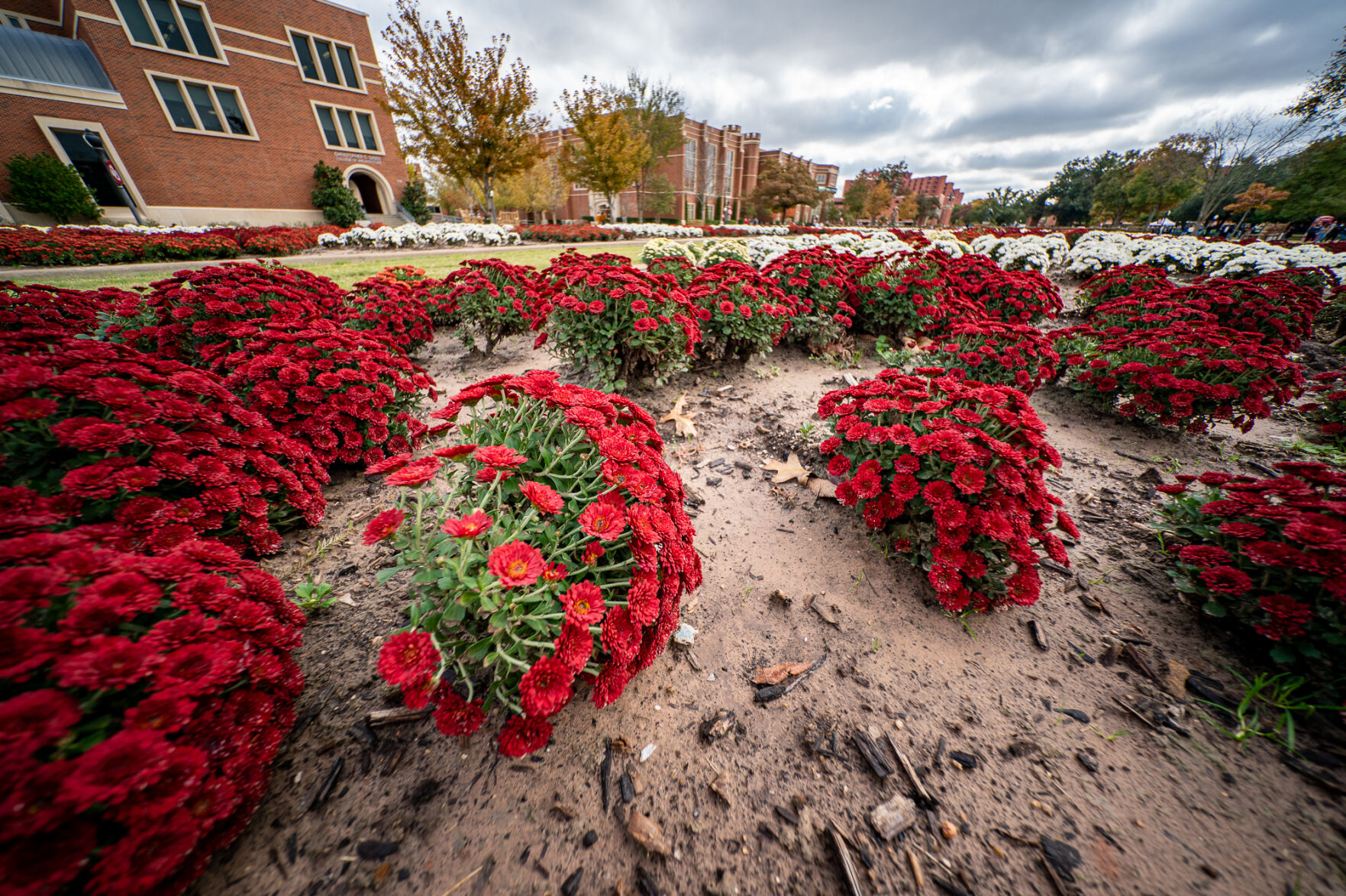 South Oval mums